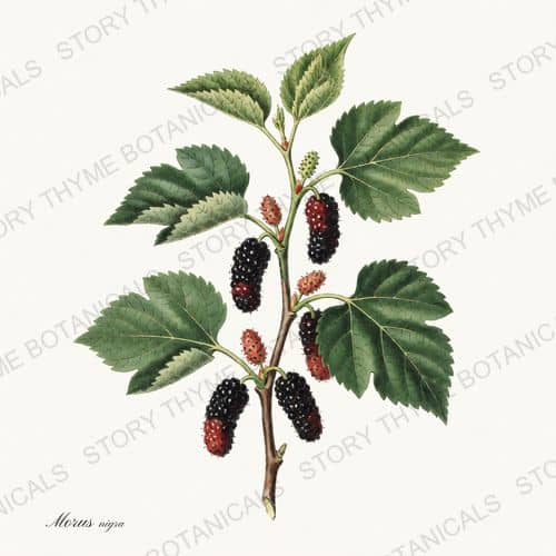 Mulberry — a print on a white ground, from the Berry Plants collection