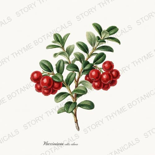 Lingonberry — a print from the Berry Plants collection