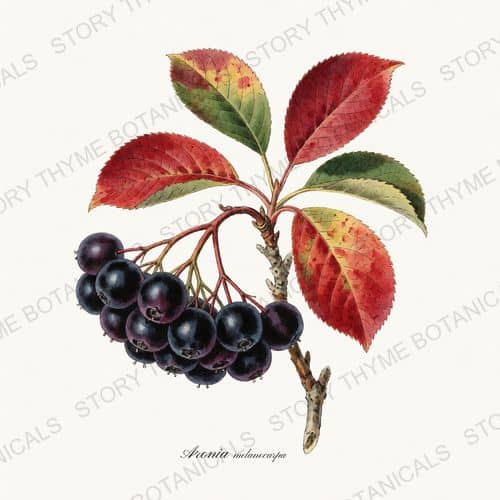 Aronia — a print from the Berry Plants collection