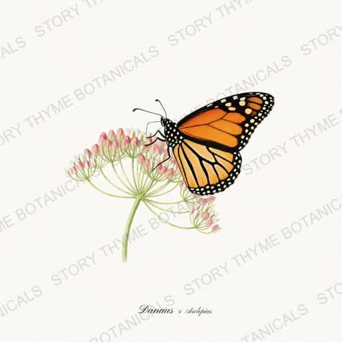 Monarch Milkweed — Butterflies & Blooms print on a white ground