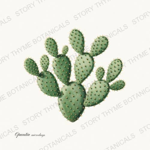 Bunny Ear — a print from the Cacti Vol. 2 collection