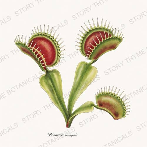 Venus Flytrap — Carnivorous Plants print on a white ground