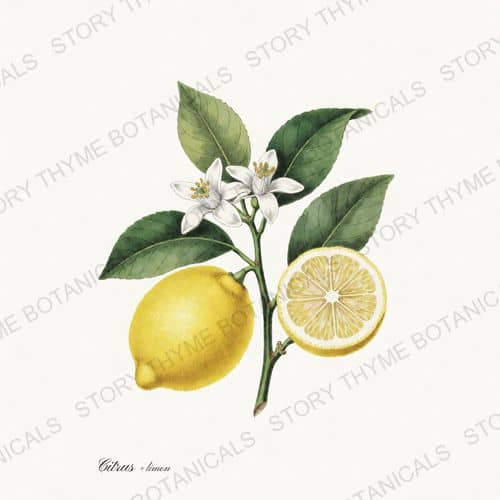 Lemon Tree — Citrus Grove print on a white ground