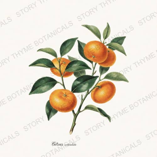 Mandarin — a print from the Citrus Grove collection