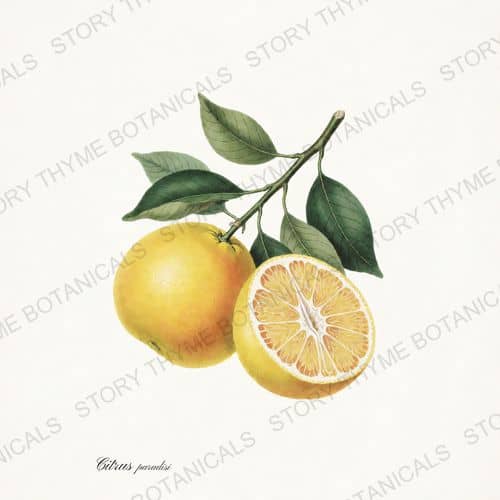 Grapefruit — a print from the Citrus Grove collection