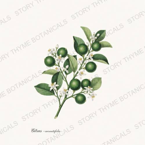Key Lime — a print from the Citrus Grove collection