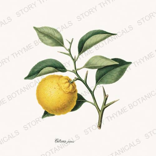 Yuzu — a print from the Citrus Grove collection