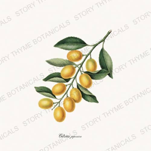 Kumquat — a print from the Citrus Grove collection