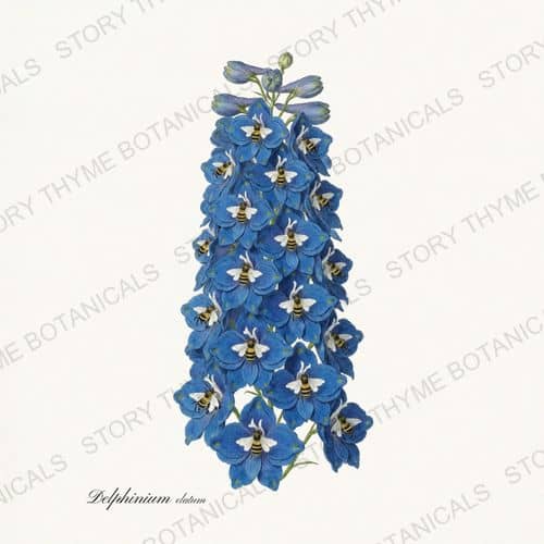 Delphinium — a print from the Cottage Garden Vol. 2 collection