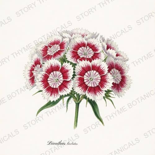 Sweet William — a print from the Cottage Garden Vol. 2 collection