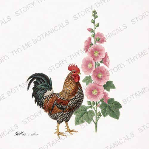 Rooster Hollyhocks — Cottage Garden Roosters Vol. 2 print on a white ground