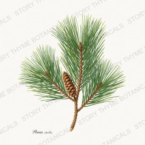 White Pine — a print from the Evergreens collection