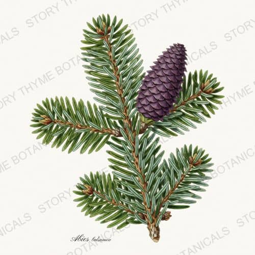Balsam Fir — a print from the Evergreens collection