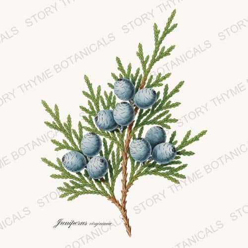 Red Cedar — a print from the Evergreens collection