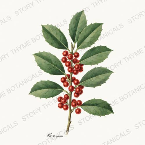 Holly — a print from the Evergreens collection