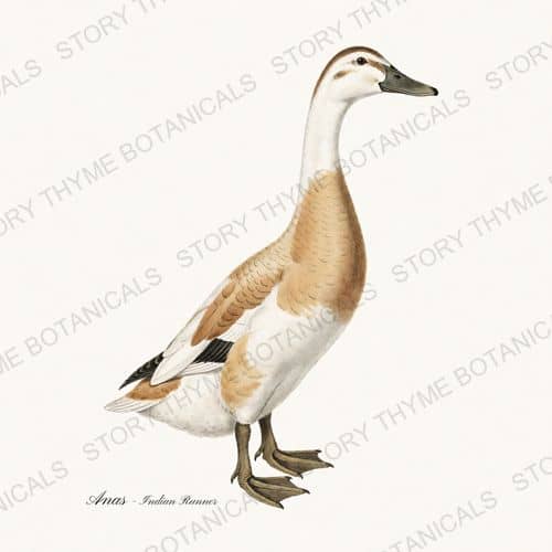 Indian Runner Duck — Farm Waterfowl print on a white ground