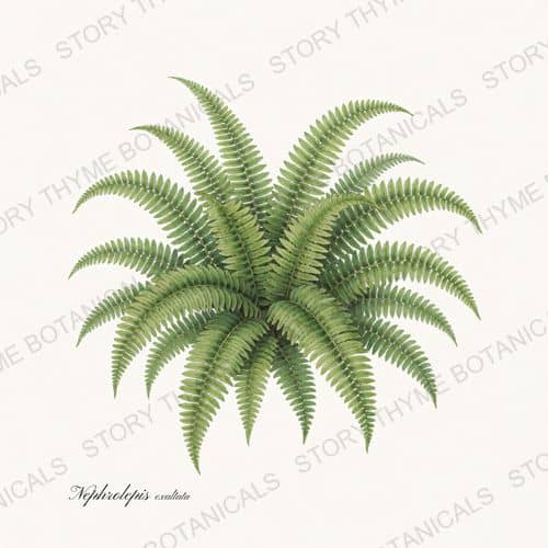 Boston Fern — a print from the Ferns & Fronds collection