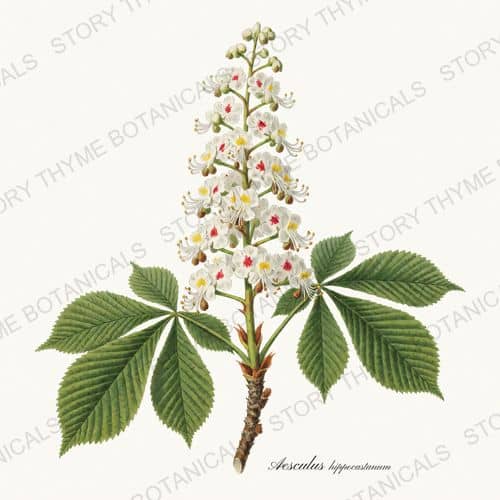 Horse Chestnut — a print from the Flowering Trees collection