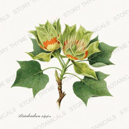 Tulip Tree — a print from the Flowering Trees collection