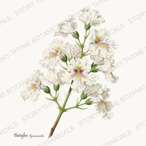 Catalpa — a print from the Flowering Trees collection
