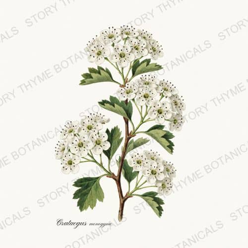 Hawthorn — a print from the Flowering Trees collection