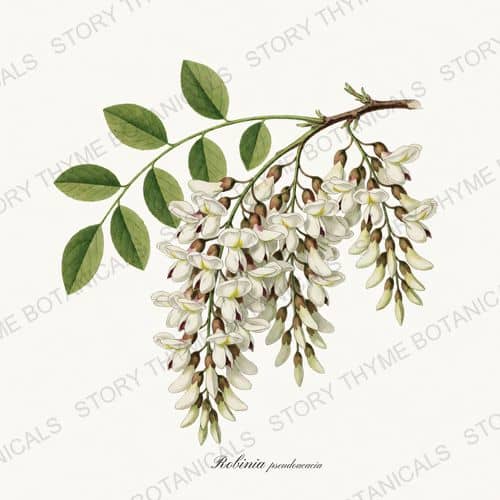 Black Locust — a print from the Flowering Trees collection