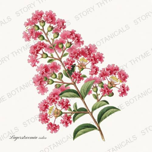 Crape Myrtle — a print from the Flowering Trees collection