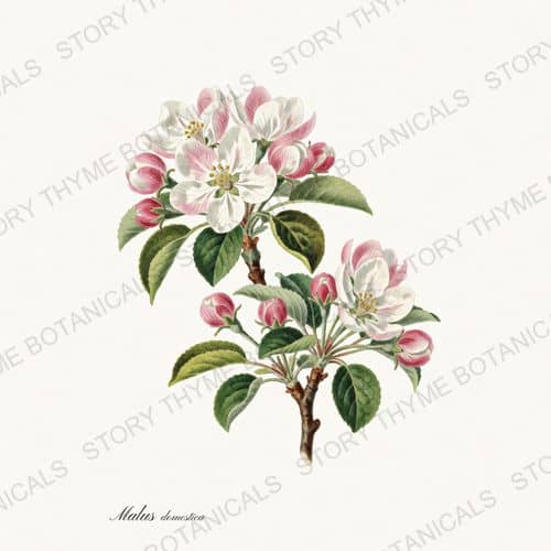 Apple Blossom Tree — a print from the Flowering Trees collection