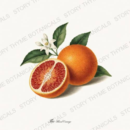 Blood Orange — The Fruit Plate print on a white ground