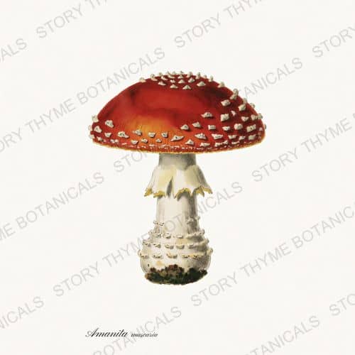 Fly Agaric — Fungi Vol. 2 print on a white ground