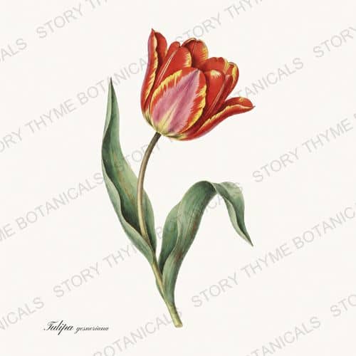 Tulip — a print from the Garden Blooms collection