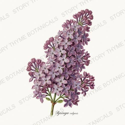 Lilac — a print from the Garden Blooms collection