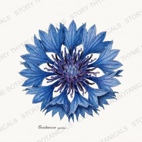 Cornflower — a print from the Garden Blooms collection