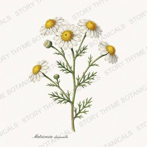 Chamomile — a print from the Garden Blooms collection