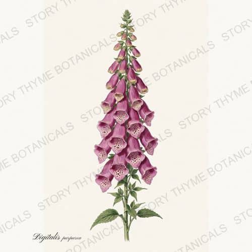 Foxglove — a print from the Garden Blooms collection