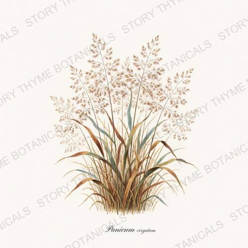 Switchgrass — a print from the Ornamental Grasses collection