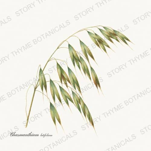 Sea Oats — a print from the Ornamental Grasses collection