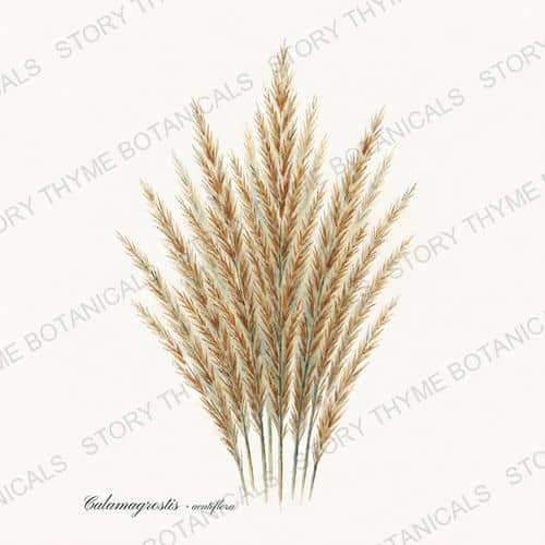 Feather Reed Grass — a print from the Ornamental Grasses collection