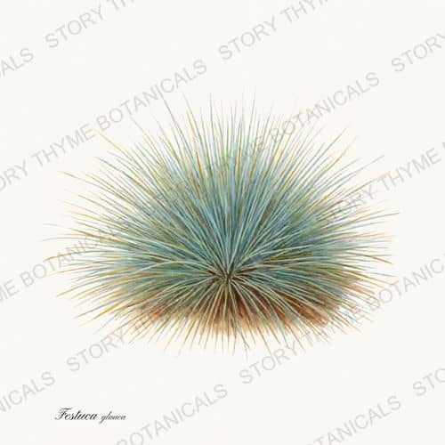 Blue Fescue — a print from the Ornamental Grasses collection