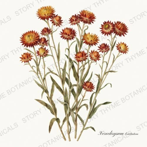 Strawflowers — The Herbarium print on a white ground