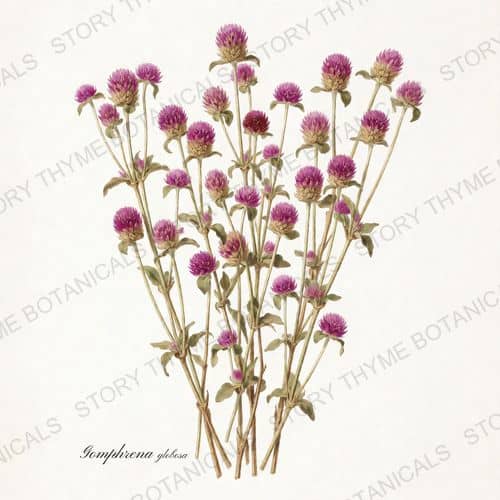 Globe Amaranth — a print from the Herbarium collection