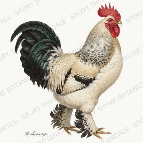 Brahma — Heritage Breeds print on a white ground