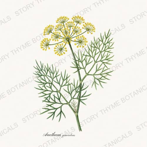 Dill — a print from the Herbs, Greenery & Desert collection