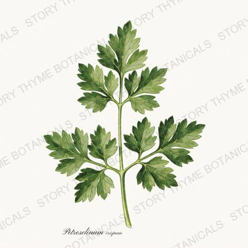 Parsley — a print from the Herbs, Greenery & Desert collection