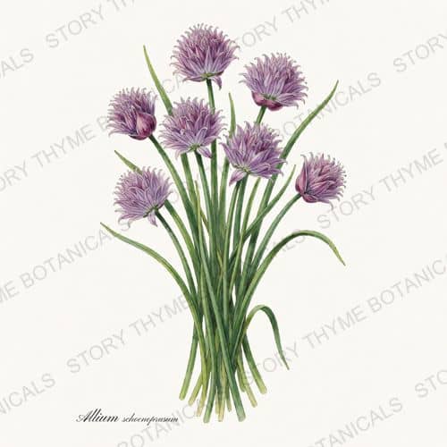 Chives — a print from the Herbs, Greenery & Desert collection