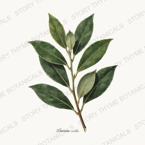Bay Laurel — a print from the Herbs, Greenery & Desert collection