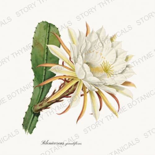 Night Cereus — a print from the Herbs, Greenery & Desert collection
