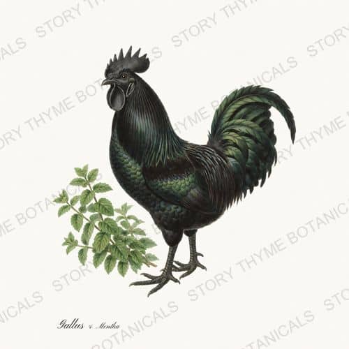 Rooster Mint — Herbal Garden Roosters print on a white ground