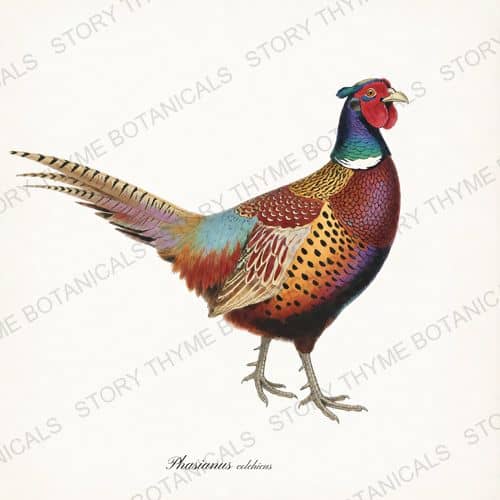 Pheasant — The Lodge Collection Vol. 1 print on a white ground