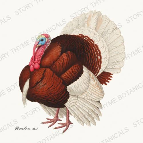 Bourbon Red — Heritage Turkeys print on a white ground